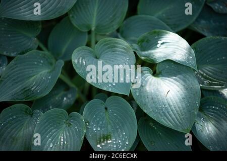 Fragrant plantain lily growing in a garden, Chipping,Preston,Lancashire, UK. Stock Photo