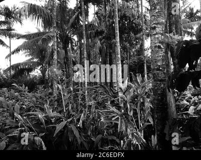 bamboo trees in kerala , India Stock Photo