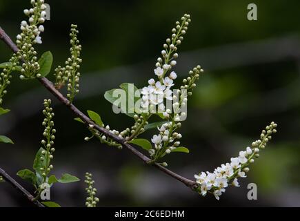 European bird cherry, Chipping, Preston, Lancashire, UK Stock Photo