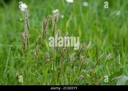 Sweet vernal grass,, Chipping, Preston, Lancashire, UK Stock Photo