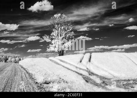 infrared photography. summer landscape with a tree in the middle of the field, infrared photography. beautiful lonely tree in the sky many clouds Stock Photo