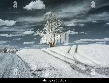 infrared photography. summer landscape with a tree in the middle of the field, infrared photography. beautiful lonely tree in the sky many clouds Stock Photo