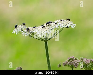 Flies on Common hogweed or Cow parsnip, Chipping, Preston, Lancashire, UK Stock Photo