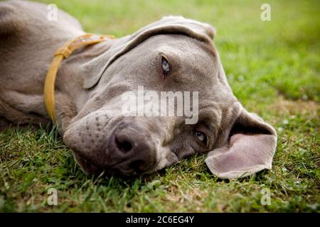 Weimaraner dog sleeping in a field Stock Photo