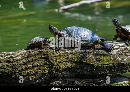 Turtles sunbathing on driftwood Stock Photo