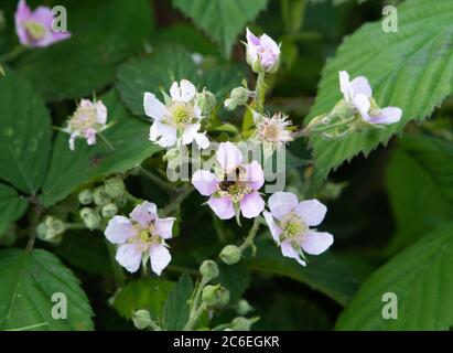 A Drone fly on Himalayan blackberry or brambles, Chipping, Preston, Lancashire, UK