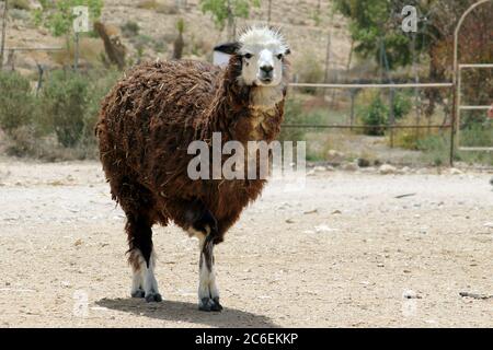 Alpaca's farm in Mitzpe Ramon, Israel Stock Photo