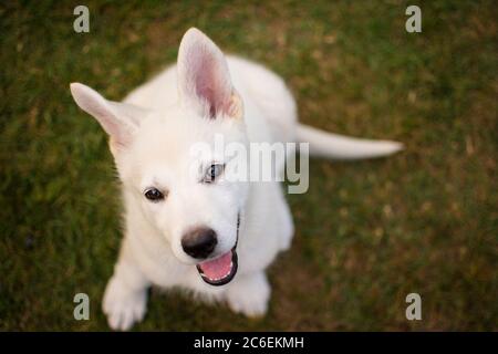 White swiss shepherd dog Stock Photo