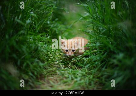 cute red kitten hiding in the green grass of a summer field. Stock Photo