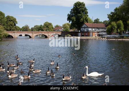 Aquatic birds on The River Avon in Stratford upon Avon in Warwickshire in the UK. Taken on 22nd June 2020. Stock Photo