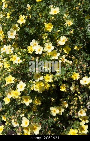 A Shrubby Cinquefoil plant also known as a Shrubby Five Finger or Widdy Stock Photo