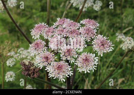 Common Hogweed flowers, Heracleum sphondylium, Cow Parsnip, Eltrot, growing in the British countryside, top view close-up, natural green background Stock Photo