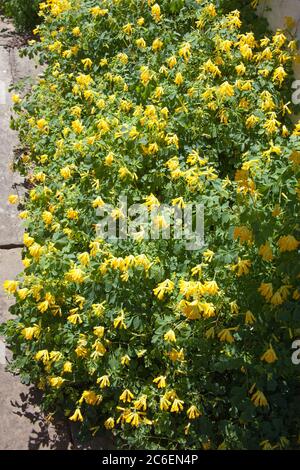 Yellow Corydalis, a species of Pseudofumaria, also known as Rock Fumewort and Yellow Fumitory Stock Photo