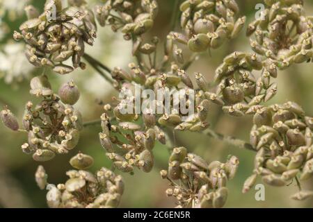 Common Hogweed seed pods fruits, Heracleum sphondylium, Cow Parsnip, Eltrot, close up from above Stock Photo