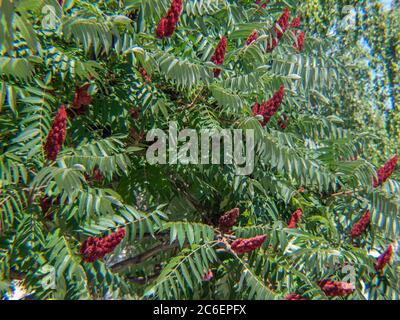 Rhus typhina fruit, the staghorn sumac flowering tree,  Stag's horn sumach flowers Stock Photo