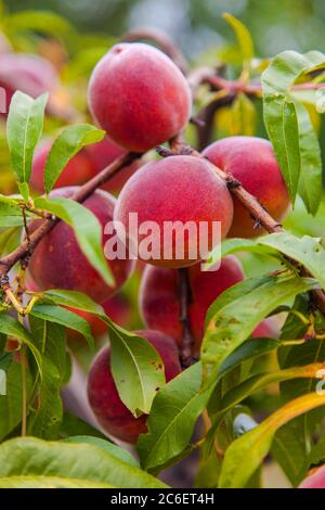 Organic peaches growing among green leaves Stock Photo