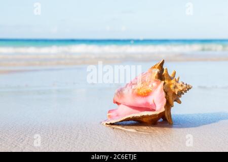 Big seashell on the summer beach in sea. Summer time background. Stock Photo