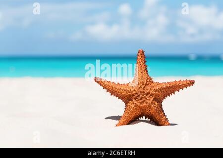 Starfish on white sandy beach. Summer holiday concept. Stock Photo