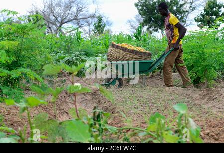 BURKINA FASO, Province Poni, Gaoua, vegetable farming in village / Gemueseanbau in einem Dorf, Tomatenernte Stock Photo