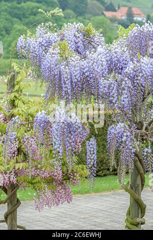 Japanischer Blauregen, Wisteria floribunda Blue Dream, Japanese wisteria,  Wisteria floribunda Blue Dream Stock Photo - Alamy