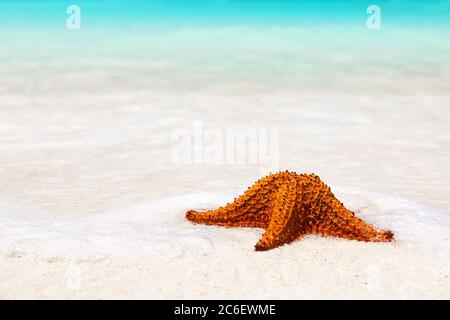 Starfish on the white sandy beach in Punta Cana, Dominican Republic. Copy space for your text. Stock Photo
