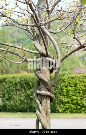 Weisse Glycine, Wisteria floribunda Shiro-noda, White Glycine, Wisteria floribunda Shiro-noda Stock Photo