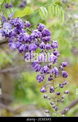 Japanischer Blauregen, Wisteria floribunda Violacea Plena, Japanese Wisteria, Wisteria floribunda Violacea plena Stock Photo