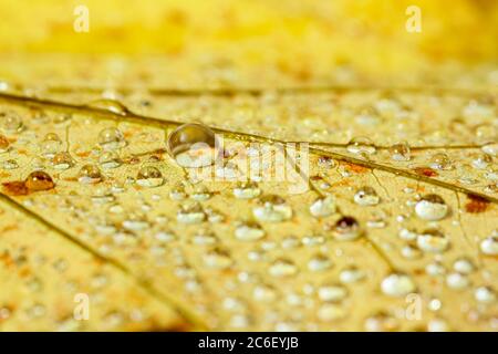 Water droplets on a fallen autumn leaf Stock Photo