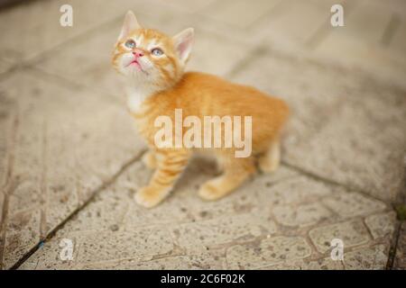cute ginger kitten walks on a stone road and looks up at the sky. Stock Photo