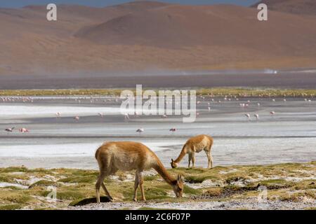 Guanacos (Lama guanicoe) grazing on the shore of Laguna Colorada in the Andes in Bolivia Stock Photo