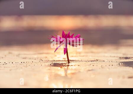 Violet colored lotus flower on water during sunrise Stock Photo