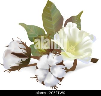 Cotton flowers in vector isolated on white background. 3d realistic clip art for labels: cottonseed oil, extract, fabrics, wool. Stock Vector