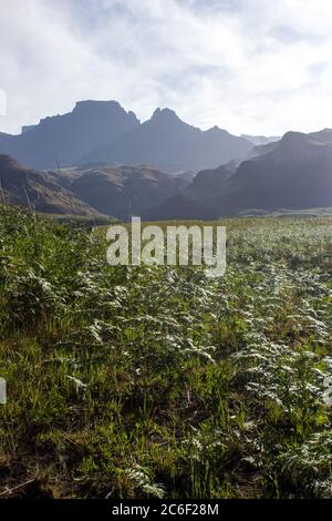 A meadow filled with small grass ferns with Cathkin Peak and Sterkhorn in the Distance, in the Drakensberg Mountains, South Africa Stock Photo