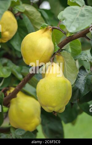 Birnen-Quitte, Cydonia oblonga Buchlovice, Bulb quince, Cydonia oblonga Buchlovice Stock Photo