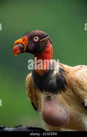 King vulture (Sarcoramphus papa), Laguna del lagarto, Alajuela, Costa Rica Stock Photo