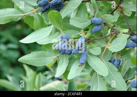 Maibeere, Lonicera caerulea var. kamtschatica, Maibeere, Lonicera caerulea var. Kamtschatica Stock Photo