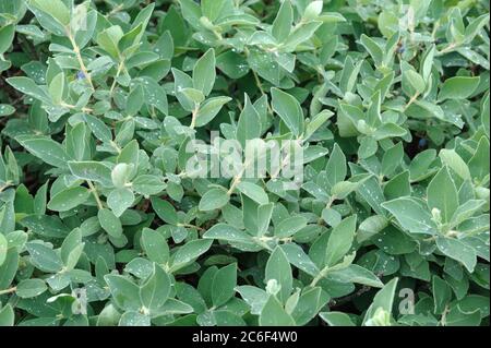 Maibeere, Lonicera caerulea var. kamtschatica, Maibeere, Lonicera caerulea var. Kamtschatica Stock Photo