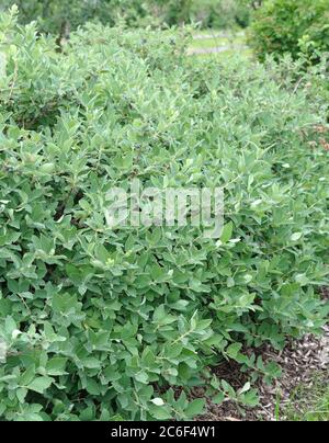 Maibeere, Lonicera caerulea var. kamtschatica, Maibeere, Lonicera caerulea var. Kamtschatica Stock Photo