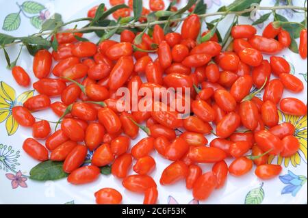 Goji-Beere, Lycium barbarum Sweet Lifeberry, Goji, Lycium barbarum Sweet Life Berry Stock Photo