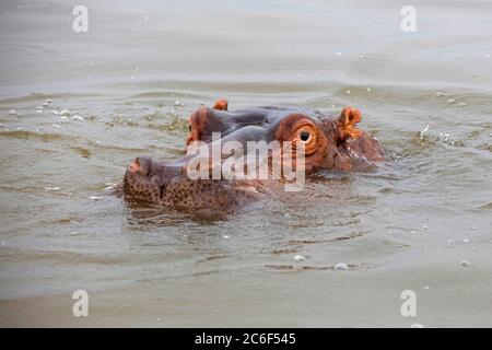 Close-up of surfacing hippopotamus / hippo (Hippopotamus amphibius) in Lake Hawassa  / Lake Awasa, Great Rift Valley, Southern Ethiopia, Africa Stock Photo