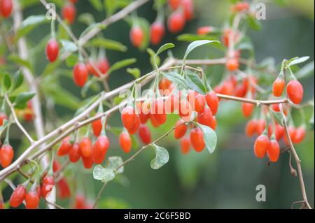 Goji-Beere, Lycium barbarum SWEET LIFEBERRY ®, Goji berry, Lycium barbarum BERRY SWEET LIFE ® Stock Photo