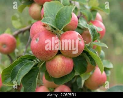 Apfel, Malus domestica Alkmene, Apple, Malus domestica Alkmene Stock Photo