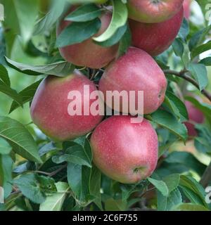 Apfel, Malus domestica Gloster, Apple, Malus domestica Gloster Stock Photo