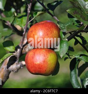 Apfel, Malus domestica Hauxapfel, Apple, Malus domestica Hauxapfel Stock Photo