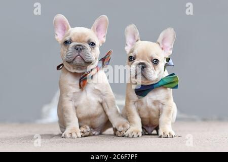 Two cute lilac fawn colored French Bulldog dog puppies wearing bow ties while appearing to hold hands sitting together in front of gray wall Stock Photo