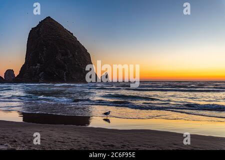 Orange sunset along the horizon glows behind Haystack Rock and across waves to the wet sand with a Seagull standing on Cannon beach in Oregon. Stock Photo