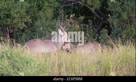 Waterbuck with a young in Pilanesberg National Park & Game Reserve South Africa Stock Photo