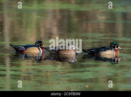 Two drake and one hen American wood duck swimming on fresh-water pond Stock Photo