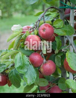 Apfel, Malus domestica Roter Boskoop   - Herr, Apple, Malus domestica Red Boskoop - Master Stock Photo