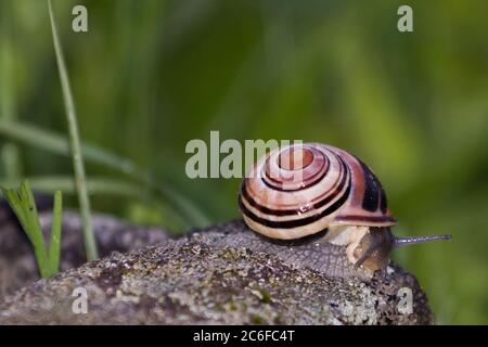 Garden banded Snail in a german garden, Grossen-Linden, Hessen, Germany Stock Photo